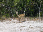 Endangered Key deer